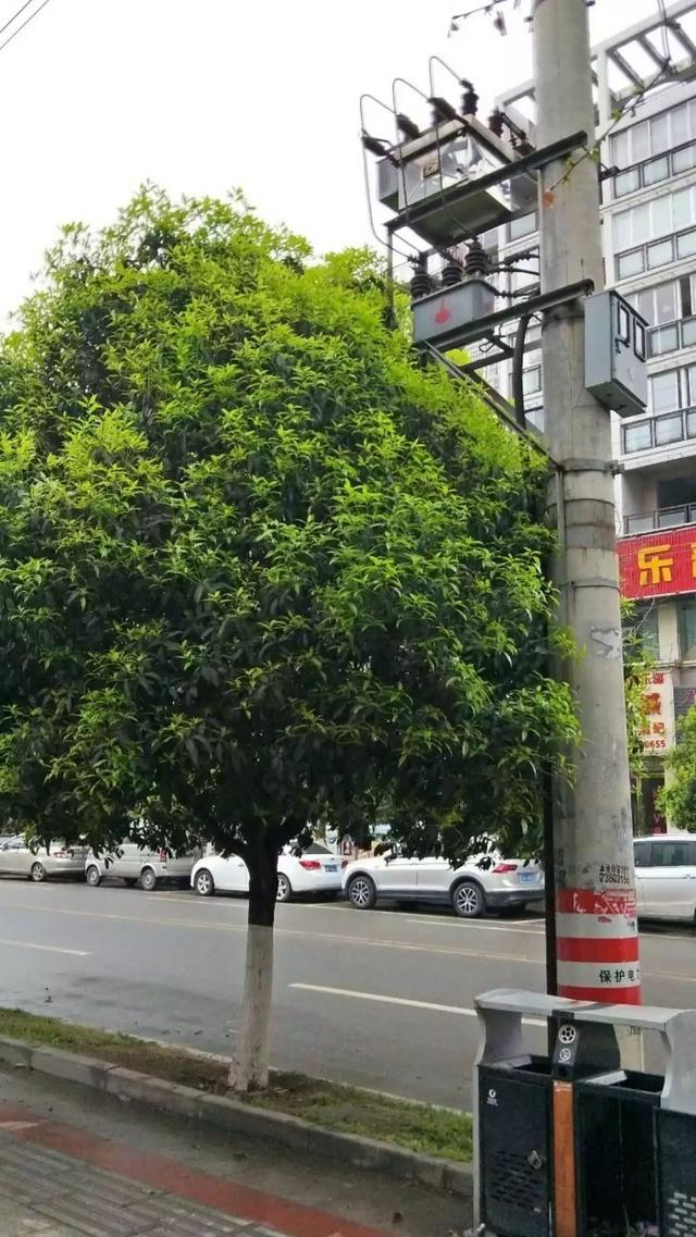 被樹(shù)木遮擋的干式變壓器